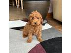 Poodle (Toy) Puppy for sale in Nappanee, IN, USA