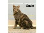 Adopt Suzie a Dilute Calico