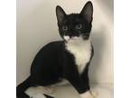 Adopt ***Kittens*** a Domestic Short Hair