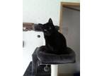 Adopt Lola a American Shorthair