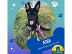 Adopt Asha a German Shepherd Dog