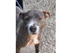Adopt Pancake a Wirehaired Terrier