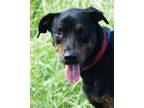 Adopt Calypso a Rottweiler