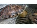 Adopt Hairy a Turtle