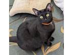 Adopt Tabitha a Domestic Short Hair