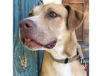 Adopt Summer a Mixed Breed, Pit Bull Terrier