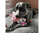 Adopt Nova a Pit Bull Terrier