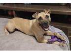 Adopt Ada a Black Mouth Cur