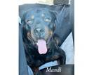 Adopt Mandi a Rottweiler