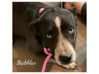 Adopt Bubbles a Pit Bull Terrier, Border Collie