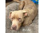 Adopt Marsha a American Staffordshire Terrier