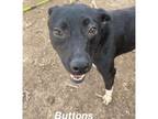 Adopt Buttons a Pit Bull Terrier