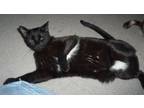 Adopt JAMAL THE CHIRPPING BLACK PANTHER a American Shorthair