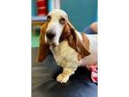 Adopt Sully a Basset Hound