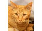 Adopt Franklin a Tabby