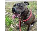 Adopt Apple a Pit Bull Terrier
