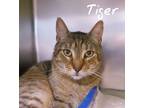 Adopt Tiger a Tiger