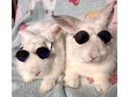 Adopt Niko & Carter a Bunny Rabbit