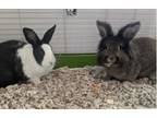 Adopt Oreo and Marlow a Dutch, Lionhead