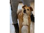 Adopt Solovino a Labrador Retriever