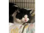 Adopt Parker Diesel a Tuxedo