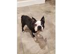 Adopt WEBSTER a Boston Terrier