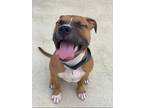 Adopt Reuben a Boxer