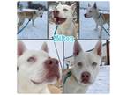 Adopt Milton Adoptive or Foster home Needed a Pit Bull Terrier, Husky