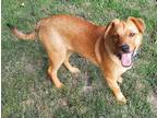 Adopt Holden a Retriever, Australian Cattle Dog / Blue Heeler