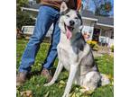 Adopt Odin a Husky