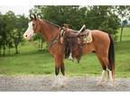 Gorgeous Easy To Ride Trail/Farm Horse