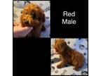 Mutt Puppy for sale in Hot Springs, AR, USA