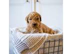 Goldendoodle Puppy for sale in Lincoln, NE, USA