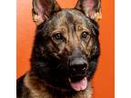 Adopt Gweneth a Black German Shepherd Dog / Mixed dog in Westminster