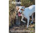Adopt Celeste a White - with Brown or Chocolate German Shorthaired Pointer /