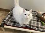Adopt BUBBLES a White Domestic Longhair (long coat) cat in Louisa, KY (37459412)