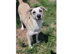 Adopt Ella a Tan/Yellow/Fawn Siberian Husky dog in Castle Rock, CO (37487574)