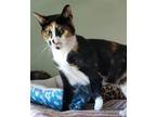 Adopt Rosie a Calico or Dilute Calico Calico / Mixed (short coat) cat in