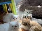 Fluffy Kittens