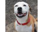 Adopt BLITZEN a White - with Tan, Yellow or Fawn American Pit Bull Terrier /