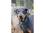 Adopt Clint a Black - with Tan, Yellow or Fawn Doberman Pinscher / Mixed dog in