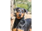 Adopt Daisy a Black - with Tan, Yellow or Fawn Doberman Pinscher / Mixed dog in