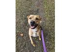 Adopt Rolly a Tan/Yellow/Fawn Mixed Breed (Large) / Mixed dog in Fernandina