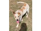 Adopt Rosie a White - with Tan, Yellow or Fawn Wirehaired Fox Terrier / Mixed