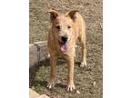 Adopt Riley a Tan/Yellow/Fawn - with White Wirehaired Fox Terrier / Mixed dog in