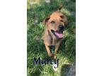 Adopt Marcy 26324 a Brown/Chocolate Shepherd (Unknown Type) dog in Joplin