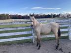 Registered Buckskin TWH stud colt