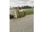 17 month buckskin filly sharp as they come going to make a nice trail horse