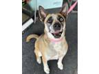 Adopt Juno a Black - with White Blue Heeler dog in Castle Rock, CO (37477138)