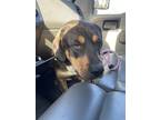 Adopt Rover a Hound (Unknown Type) / Mixed Breed (Medium) / Mixed dog in Beebe